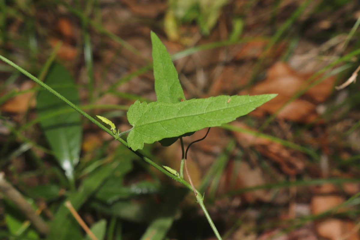 Tragia hispida Willd.